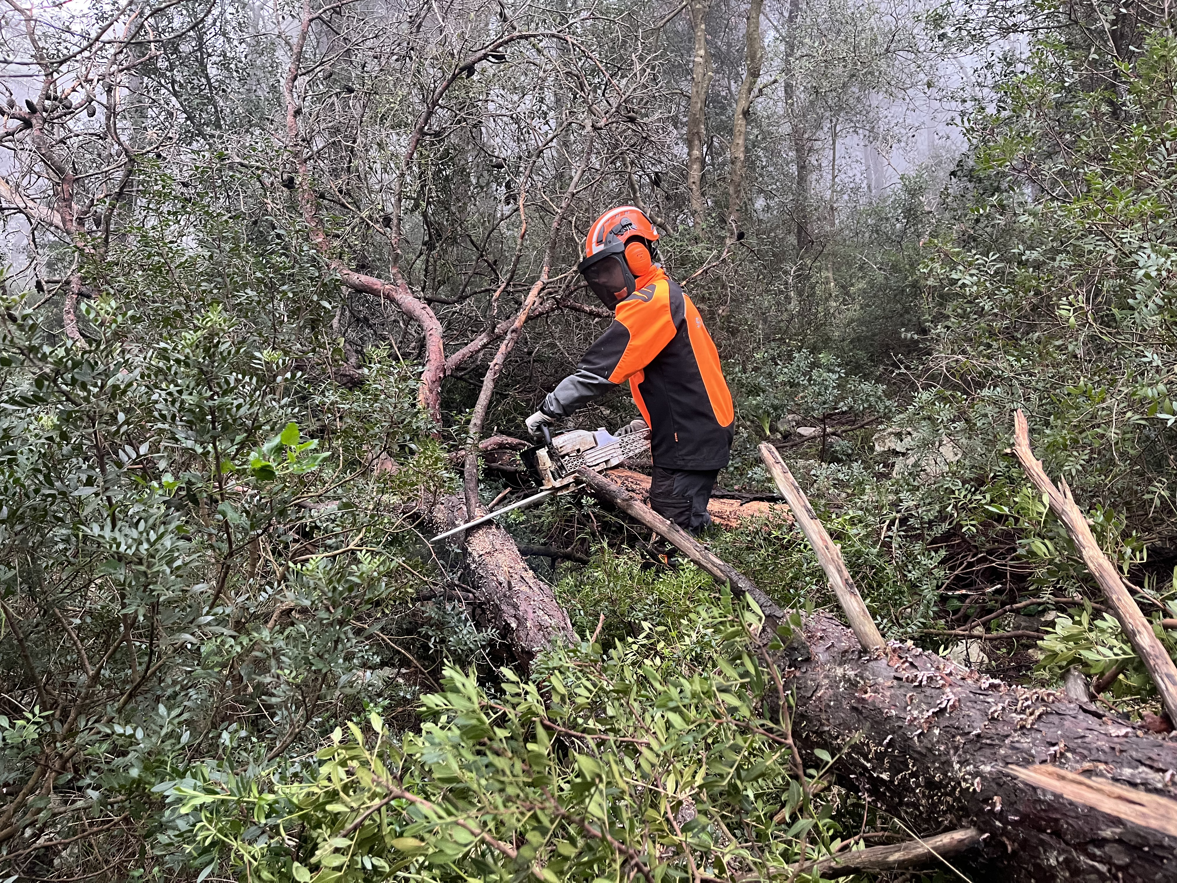 Viali parafuoco realizzati